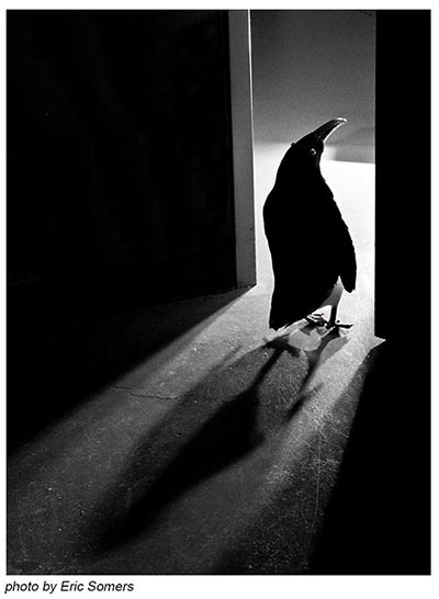 Picture of penguin at open door